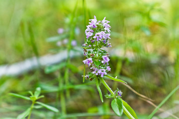 Wild blooming fragrant thyme close up on a blurred green grassy background