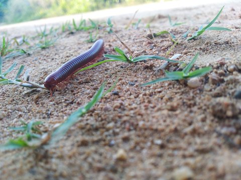 piolho de cobra