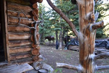 mountain cottage horses