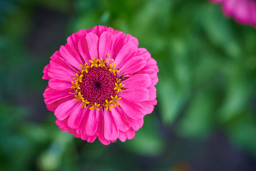 Blooming flower close-up on a blurred background.