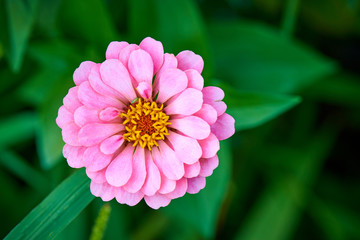 Blooming flower close-up on a blurred background.