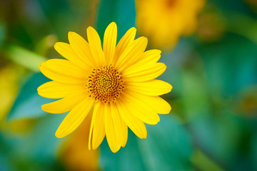 Blooming flower close-up on a blurred background.