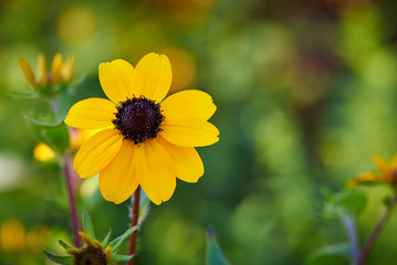 Blooming flower close-up on a blurred background.