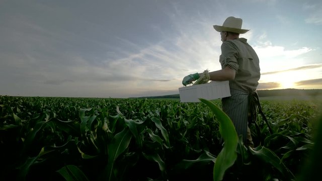 Male farmer working in the field at sunset. Authentic video, young farmer holding box full of fresh harvested vegetables. Beautiful sky on the background. Copy space farming concept
