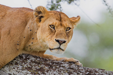 Lioness resting in a tree in Serengeti National Park in Tanzania