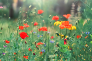 Colorful floral background. Red poppies, yellow daisies on a background of green grass in the sunlight, meadow.