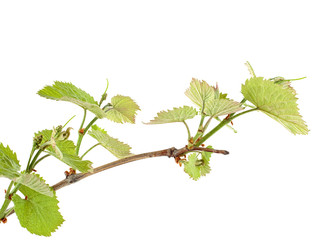 Vine sprout with young bunch of grapes on a white background