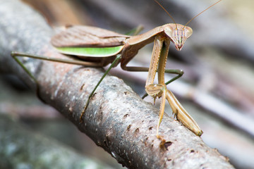 Praying Mantis