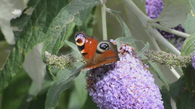4 kinds of butterfly on one buddleia bush, Peacock, painted lady, small brown, and large skipper