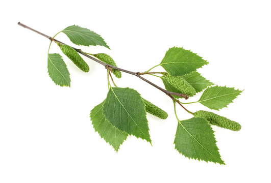 Isolated image of young birch branch with leaves on a white background