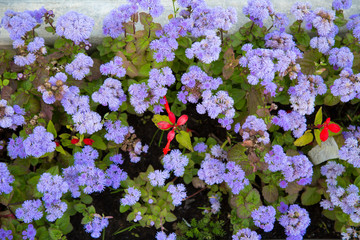 Lilac flowers Ageratum Mexican with red flowers. Selective focus. Agriculture Landscaping greening of cities.