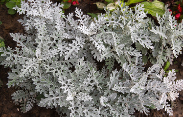 Silver leaves of the plant cineraria. Agriculture Landscaping greening of cities.