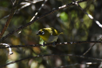 Cape White-Eye Bird (Zosterops pallidus) Curiously Looking