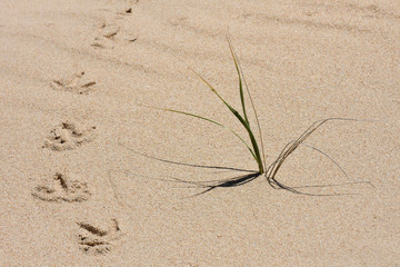Hot Summer Sand With Bird Tracks And Grass