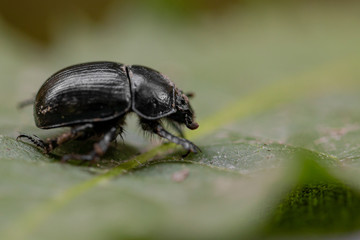 black beetle