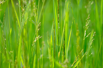 Fototapeta na wymiar the green blur background from a grass on a meadow