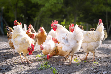 White and red adult  chicken are walking in the yard