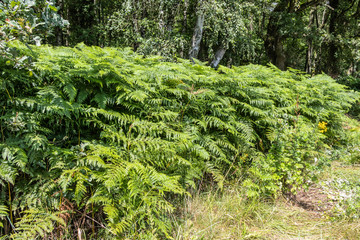 In the nature reserve Höltigbaum - fern