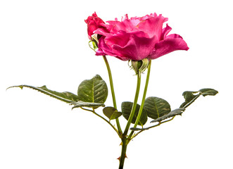 Obraz premium rose flower on isolated white background. Pink rose bud isolate