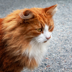 Fototapeta premium Norwegische Waldkatze