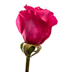 Fototapeta premium rose flower on isolated white background. Pink rose bud isolate