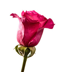 Fototapeta premium rose flower on isolated white background. Pink rose bud isolate