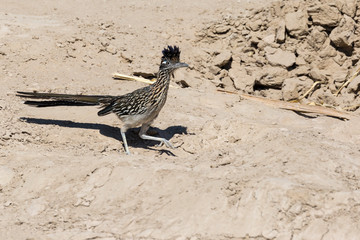 Wild roadrunner in Big Bend National Park going to the Rio Grande river to get a drink of water in Texas.