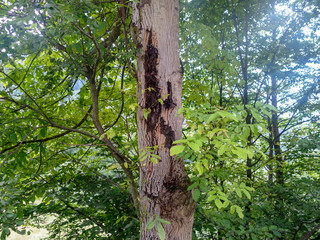 tree trunk, wood texture in forest