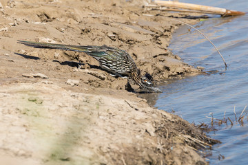 Wild roadrunner in Big Bend National Park going to the Rio Grande river to get a drink of water in Texas.