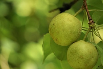 A pair of young Asian pears on the tree with green bokeh garden background, Summer in GA USA.