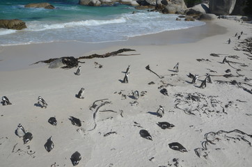 Pinguine am Strand
