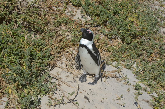 Pinguine am Strand