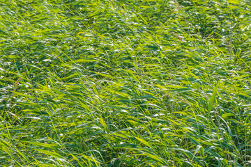 Green background of reeds. Close-up long leaf grass blow by wind