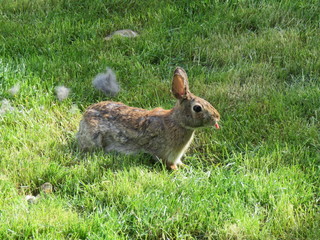 Mother Bunny Building A Nest