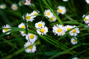 Daisys next to the edge of a small road