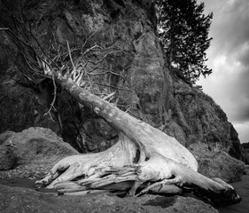 Driftwood tree on Ruby Beach