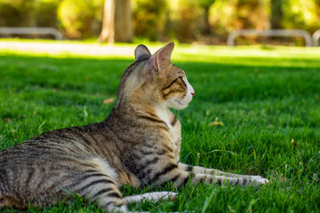Naklejka na ściany i meble stripped cat portrait lay back to camera on a green grass meadow in park outdoor natural colorful environment and looking somewhere side ways