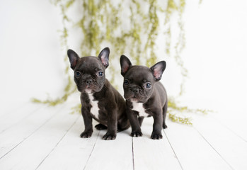 Portrait of French bulldogs, frenchies, adorable dogs on light white wood background with greenery, French bulldog frenchie puppy in a studio 