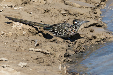 Wild roadrunner in Big Bend National Park going to the Rio Grande river to get a drink of water in Texas.