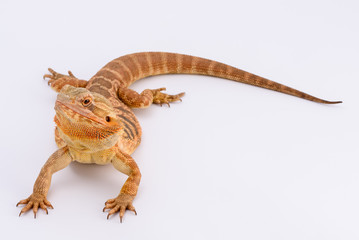 Bearded Dragon