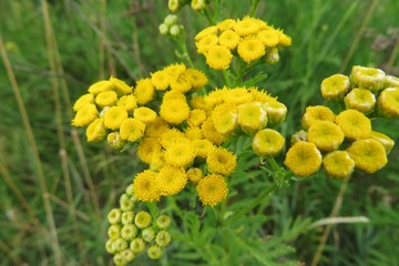 Tansy flowers in the meadow on natural green background, closeup 