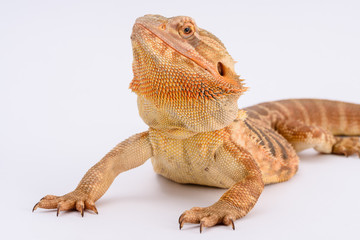 Bearded Dragon