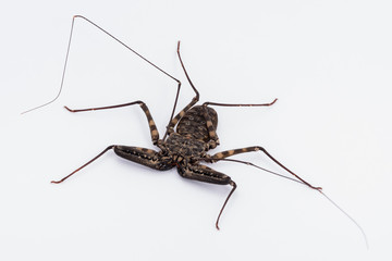 Tanzanian Tailless Whipscorpion (Cave Spider)