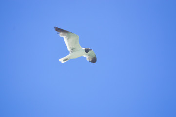 gaviota voladora