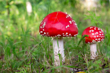 Two fly agaric wild mushrooms bright red with white dots in a forest