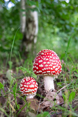 Two fly agaric wild mushrooms bright red with white dots in a forest