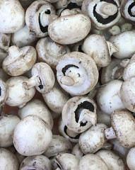 Pile of champignon mushrooms (Agaricus bisporus) as a background