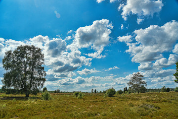 Obraz premium Heidelandschaft, Norddeutsch, Fläche, Wolken, Tourismus