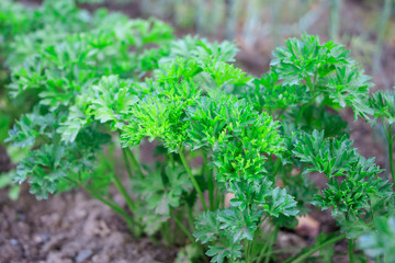 Green parsley grass in the garden