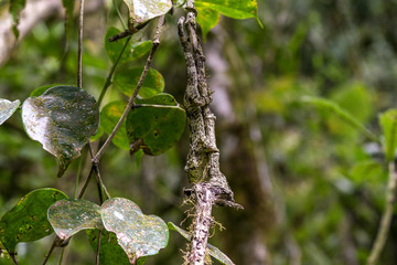 Leaf Gecko hiding on a tree in Madagascar